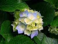 /album/photo-gallery-news/hydrangeas-jpg1/