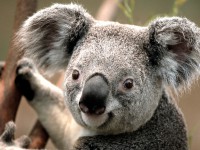 /album/photo-gallery-news/koala-jpg1/
