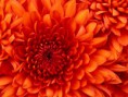 /album/photo-gallery-news1/chrysanthemum-jpg2/